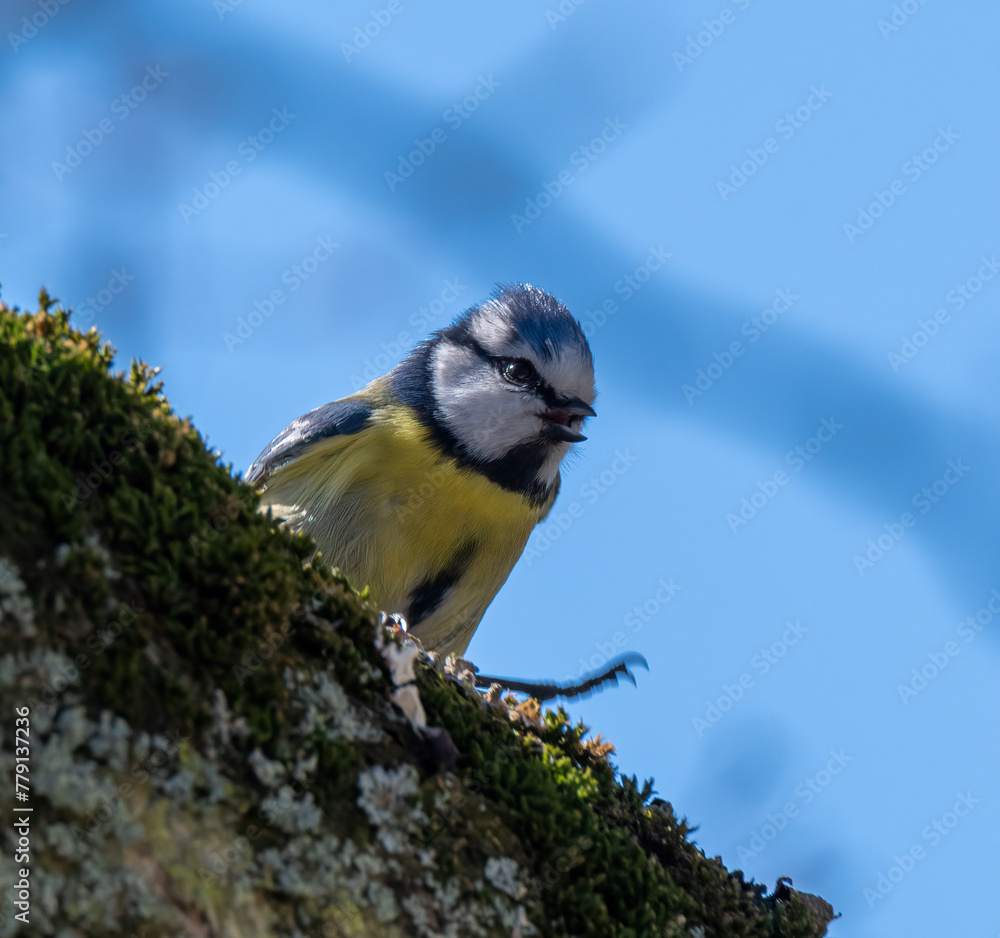 Obraz premium Blue Tit sitting on a branch