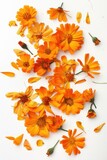 Vibrant orange flowers arranged neatly on a clean white surface. Suitable for various floral themes
