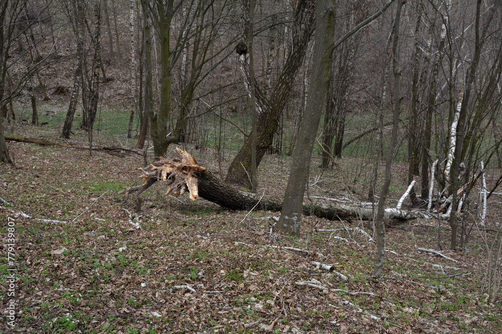 fallen birch trees in a spring forest fallen birch trees in a spring forest