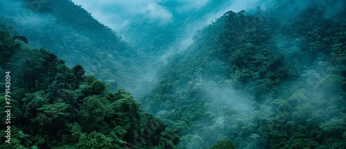  A forest teeming with many green trees beneath a cloudy, blue sky