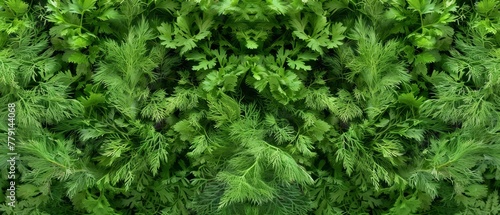  A tight shot of numerous green plants, with an abundant cluster of leafy greens occupying the image's center