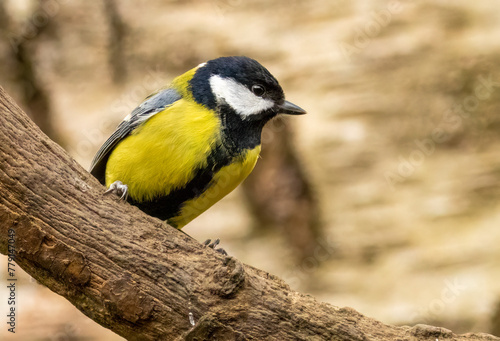 Close up of a great tit bird perched on a branch