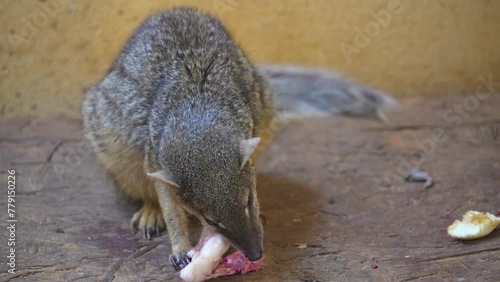 A dwarf mongoose eating a mouse photo