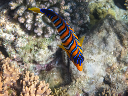 Beautiful fish in the coral reef of the Red Sea
