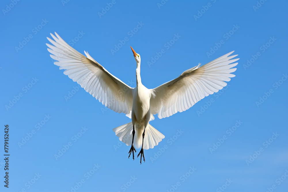 Obraz premium white heron in flight.