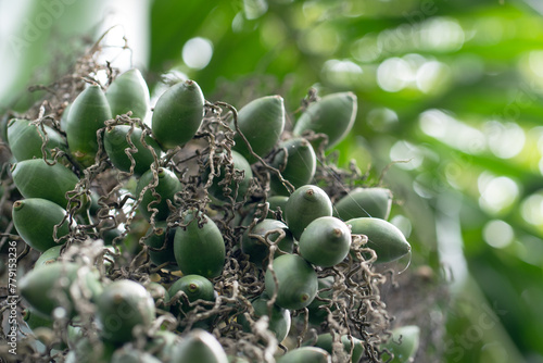 Young areca nut or betel nut