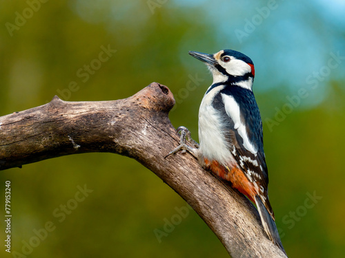 Great spotted woodpecker - Grote bonte specht -Dendrocopos major