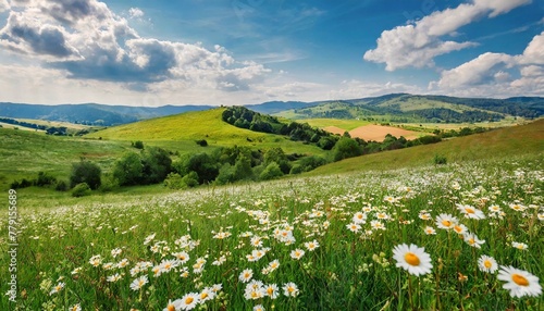 Blossoming Beauty: Panoramic Pastoral Landscape of Daisies in the Countryside