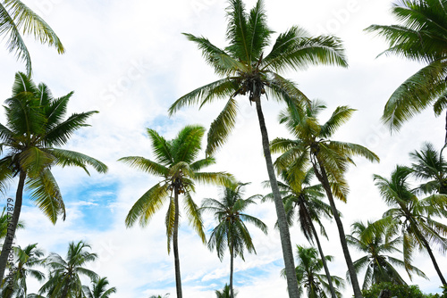 Beautiful coconut palms