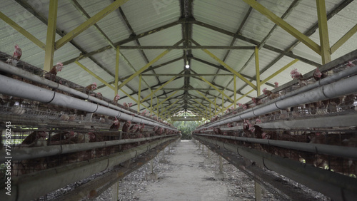 Chickens in poultry farming raised for their eggs