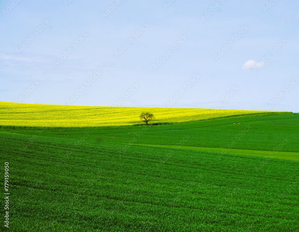 Obraz premium Grünes und gelbes Ackerfeld mit Baum vor blauem Himmel bei Sonne am Morgen im Frühling