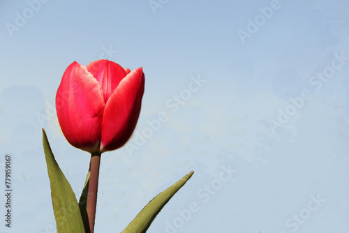 a red tulip with a light blue background closeup