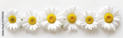 Five white daisies arranged in a row on a white background