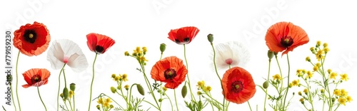 A row of colorful poppies and wildflowers against a white background