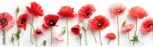 A series of vibrant red poppies arranged artistically on a white background