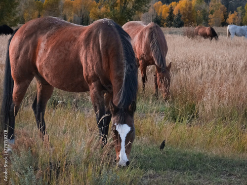 horses in the field during fall