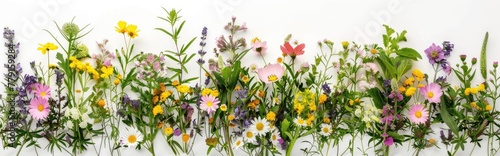 A colorful arrangement of various wildflowers displayed horizontally against a white background