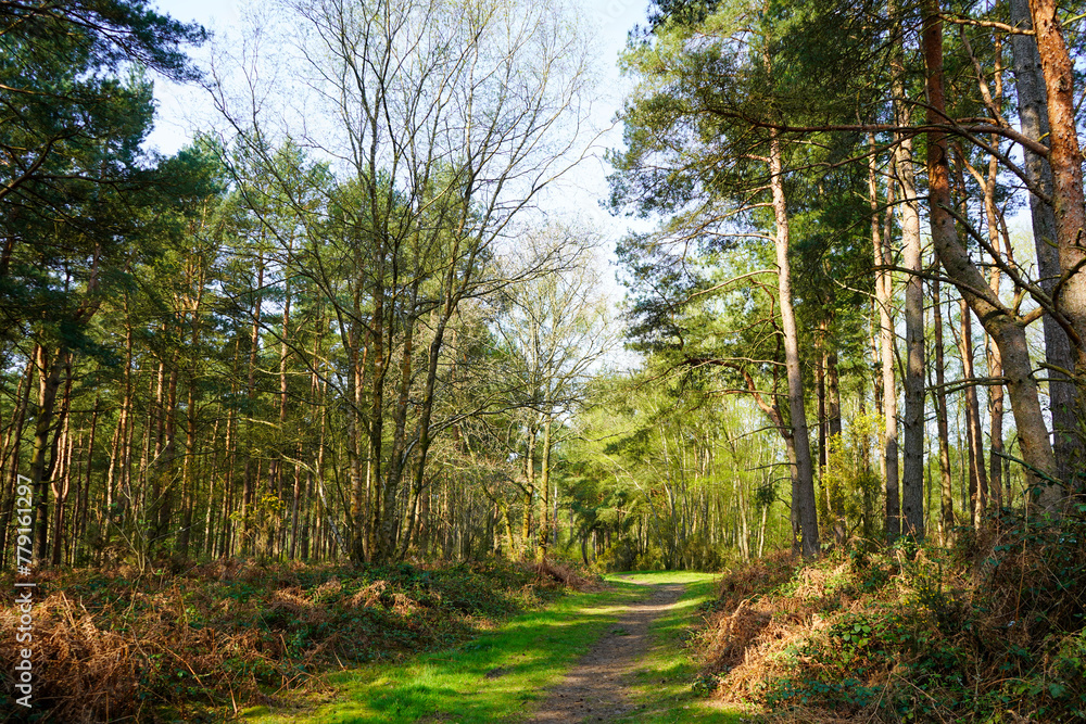 Views of a footpath in woodland Views of a footpath in woodland