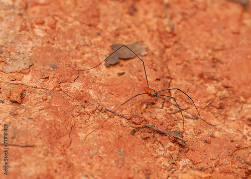 A dark-legged orange harvestman, Leiobunum nigropalpi, is crawling on red soil. It is missing one of its six legs, probably lost while defending itself. Also called Daddy Longlegs. photo