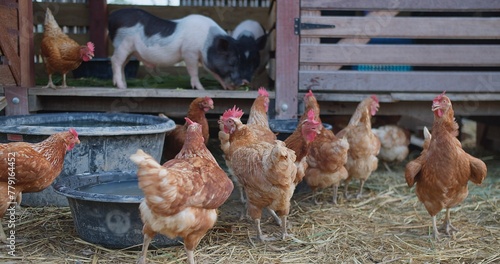 A group of chickens are standing in a pen next to a pig. The chickens are eating from a trough and the pig is eating from a trough as well