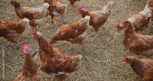A group of chickens are standing in a field of straw. The chickens are brown and white