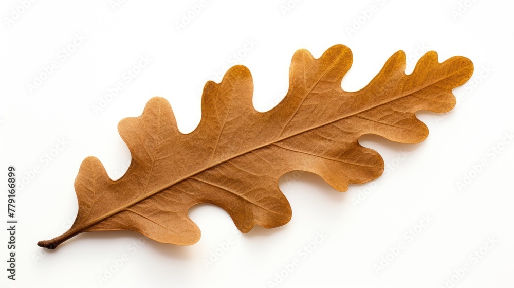 Obraz premium A brown oak leaf on a white background.