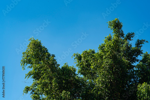   rbol  cielo  naturaleza  verde  azul  hojas  hojas