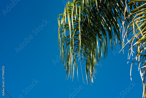 árbol, cielo, la palma, naturaleza, verde, hojas