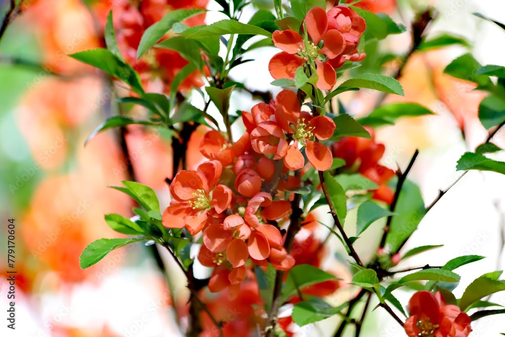 Obraz premium Chinese quince flowers, Chaenomeles speciosa, tree.