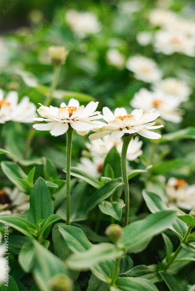 White flowers zinnia of in the garden White flowers zinnia of in the garden