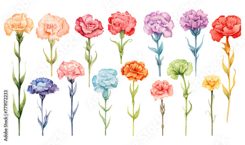 Set floral branch vectors elements for bouquet design. Colorful carnations, tender white Gypsophila, leaves of Eucalyptus Baby Blue Spiral. Bunch with carnations is a symbol of Mother's day Holiday