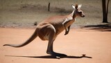 A Kangaroo With Its Tail Acting As A Rudder As It
