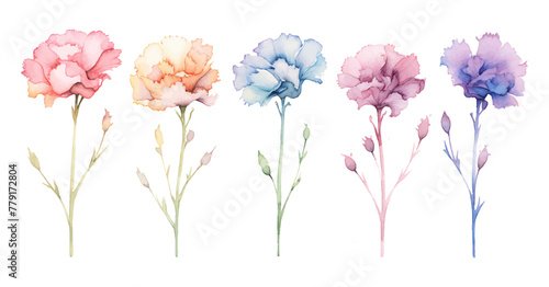 Set floral branch vectors elements for bouquet design. Colorful carnations, tender white Gypsophila, leaves of Eucalyptus Baby Blue Spiral. Bunch with carnations is a symbol of Mother's day Holiday