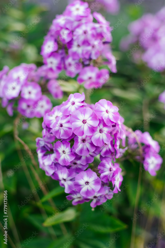 Lilac flowers of phlox Laura in the garden Lilac flowers of phlox Laura in the garden