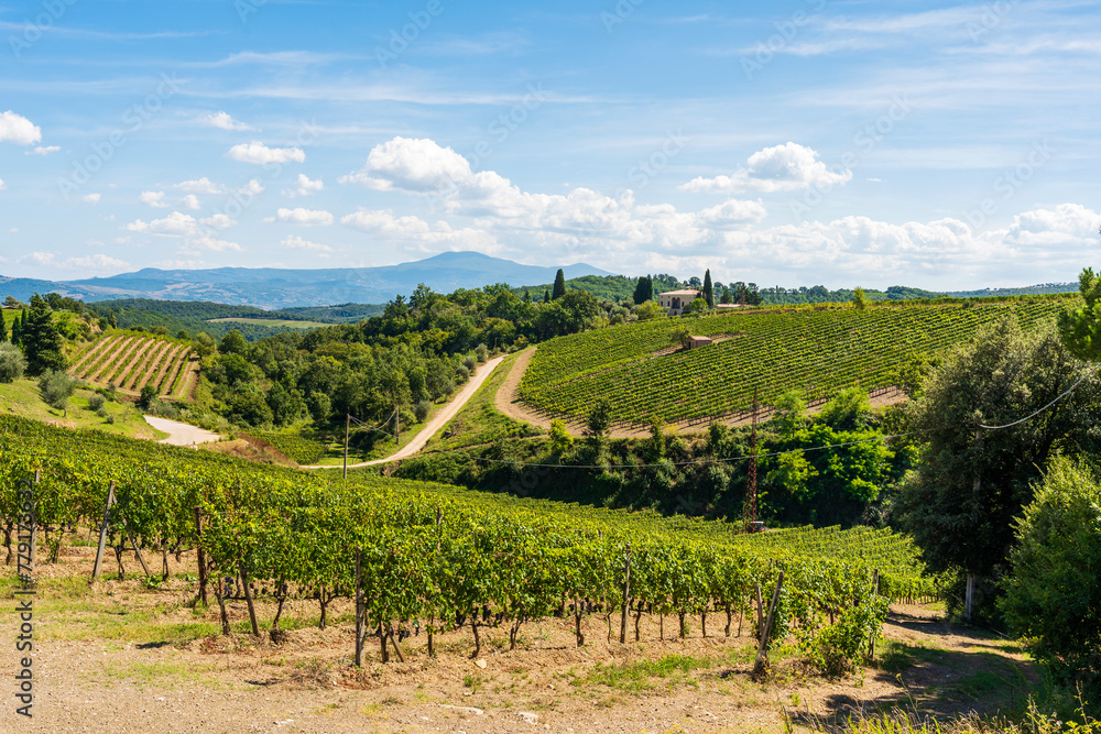 Obraz premium Vineyards in the hills around village Bagno Vignoni, in the Val d'Orcia in Tuscany, province of Siena, Italy. Popular for its hot springs. 