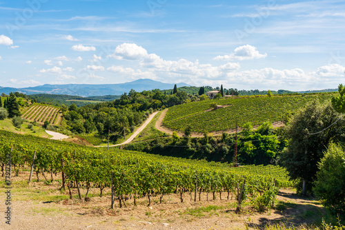 Vineyards in the hills around village Bagno Vignoni, in the Val d'Orcia in Tuscany, province of Siena, Italy. Popular for its hot springs. 