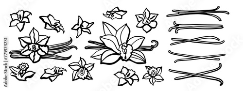 Isolated vector set of vanilla. Black vanilla sticks, vanilla flower and pods. Aroma, food, cookery. Hand drawn. Vector hand drawn illustration of vanilla flower, bean and pods on isolated background.
