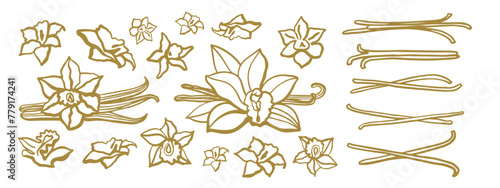 Isolated vector set of vanilla. Gold vanilla sticks, vanilla flower and pods. Aroma, food, cookery.  Hand drawn. Vector hand drawn illustration of vanilla flower, bean and pods on isolated background.