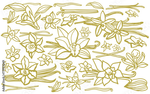 Isolated vector set of vanilla. Gold vanilla sticks, vanilla flower and pods. Aroma, food, cookery.  Hand drawn. Vector hand drawn illustration of vanilla flower, bean and pods on isolated background.