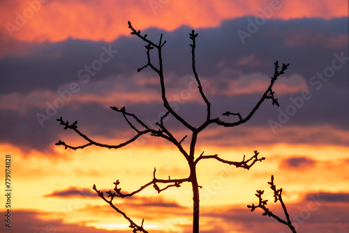 Tree silhouette against sunset sky