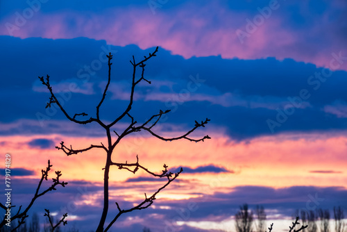 Tree branches at the sunset