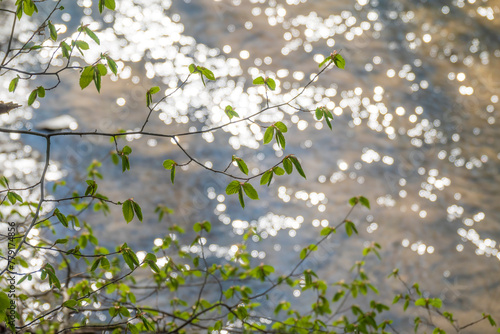 Fresh green spring leaves and water sparkles. © Mny-Jhee