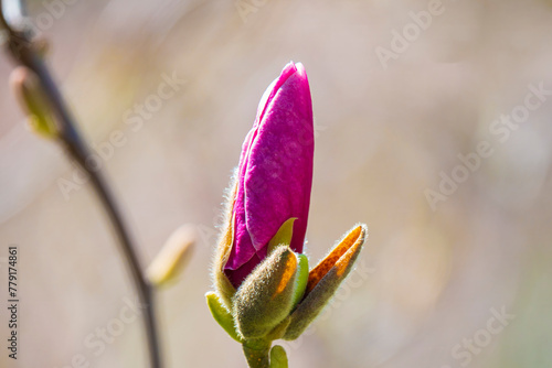Pink magnolia flower bud