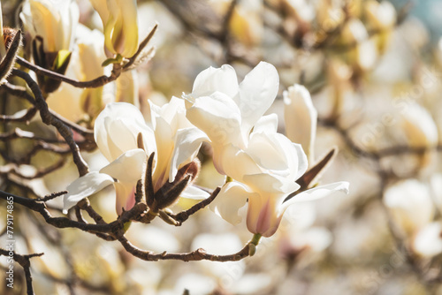 Blooming magnolia tree © Mny-Jhee