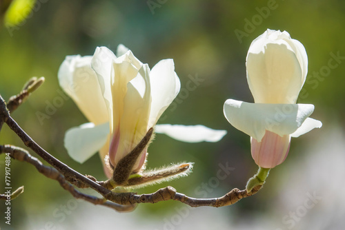 Beatiful flower and bud of white magnolia.