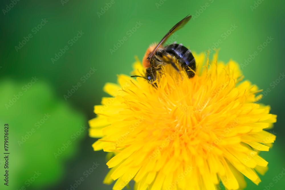 Colorful spring plants on nature background Colorful spring plants on nature background