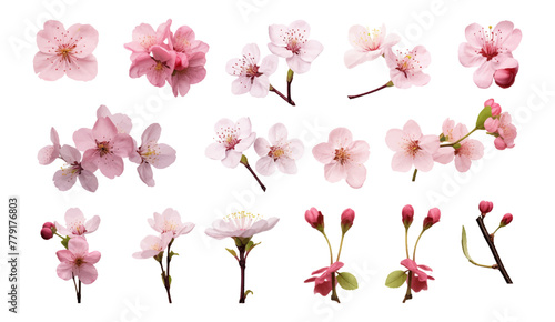 Set collection of soft pastel cherry blossom flowers for wedding invitation and greeting card vector illustration