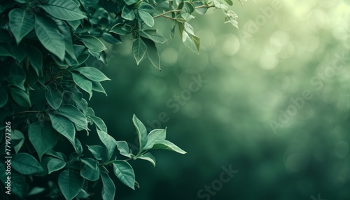 Natural background border with fresh leaves with soft focus outdoors in nature, wide format, empty space for text