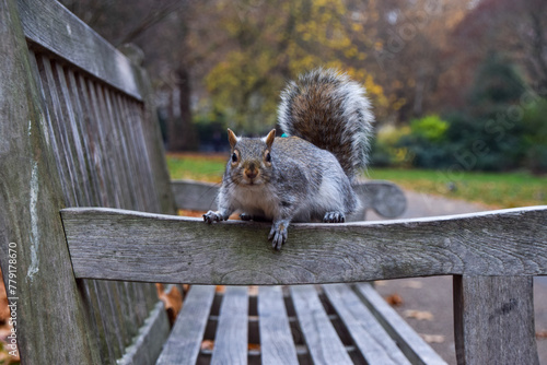 A grey squirrel on a park bench in London