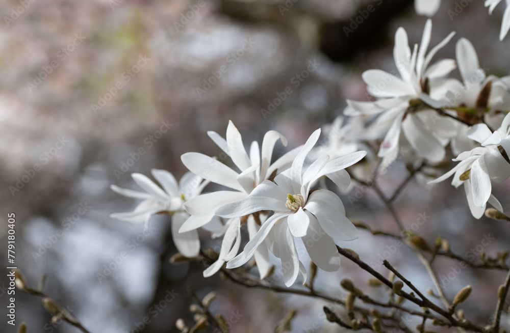 White star anemones bloom on a tree in spring. In the background are the outlines of other flowers. There is space for text. White star anemones bloom on a tree in spring. In the background are the outlines of other flowers. There is space for text.